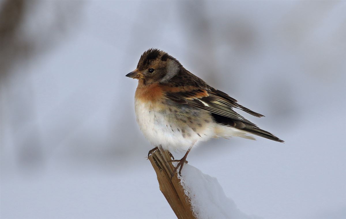 Brambling