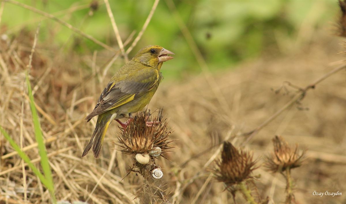 European Greenfinch