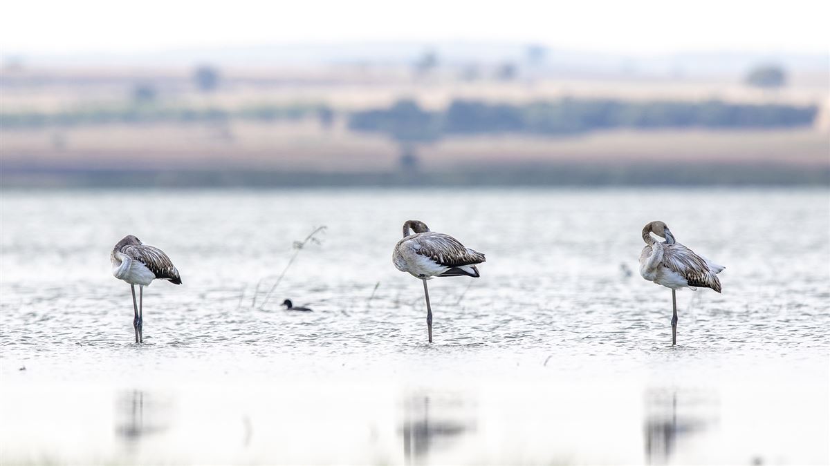 Flamingo