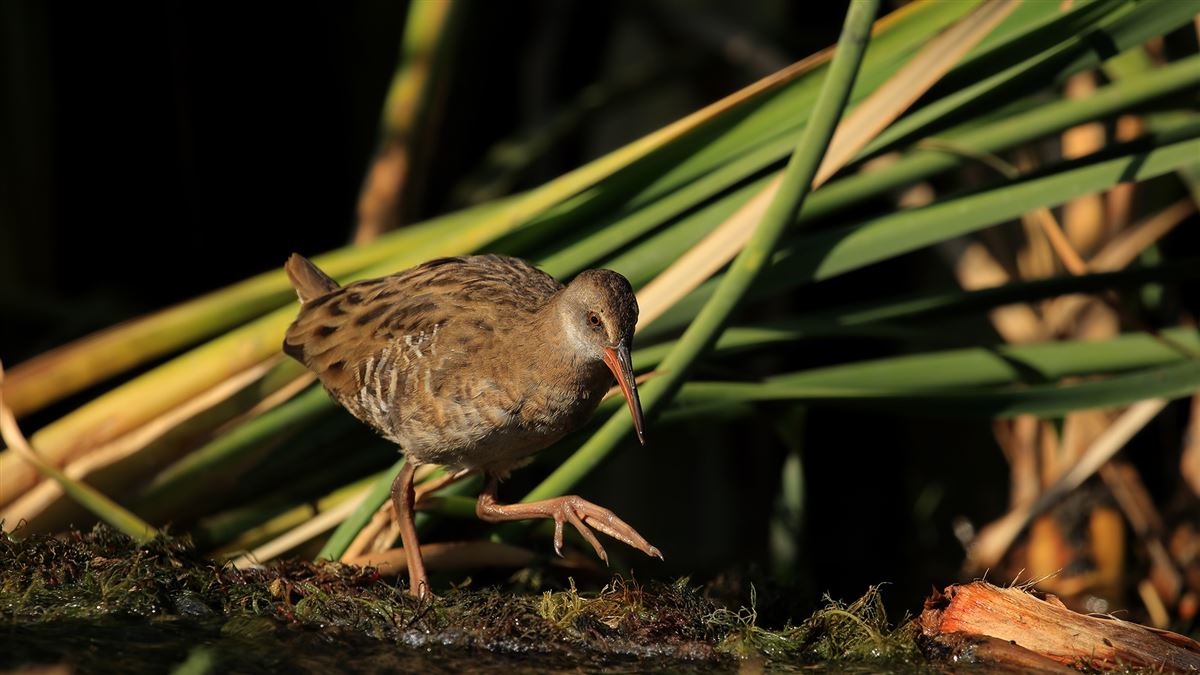 Water Rail