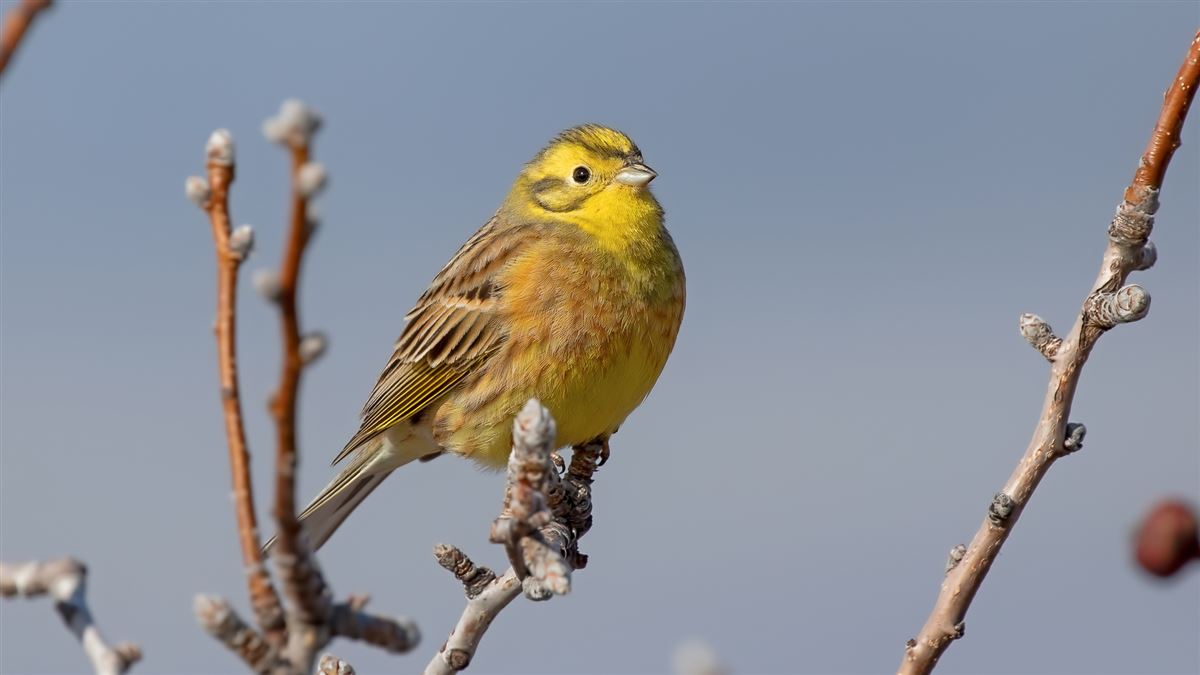 Yellowhammer