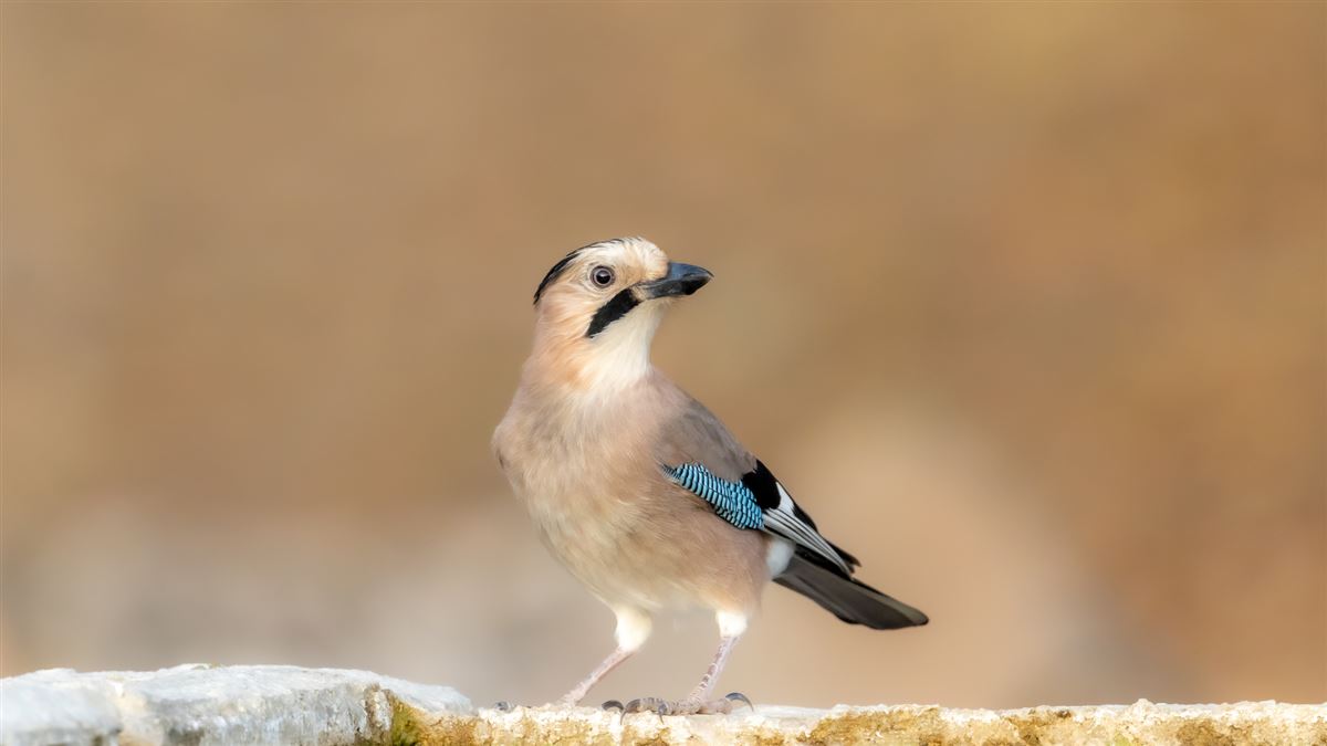 Eurasian Jay