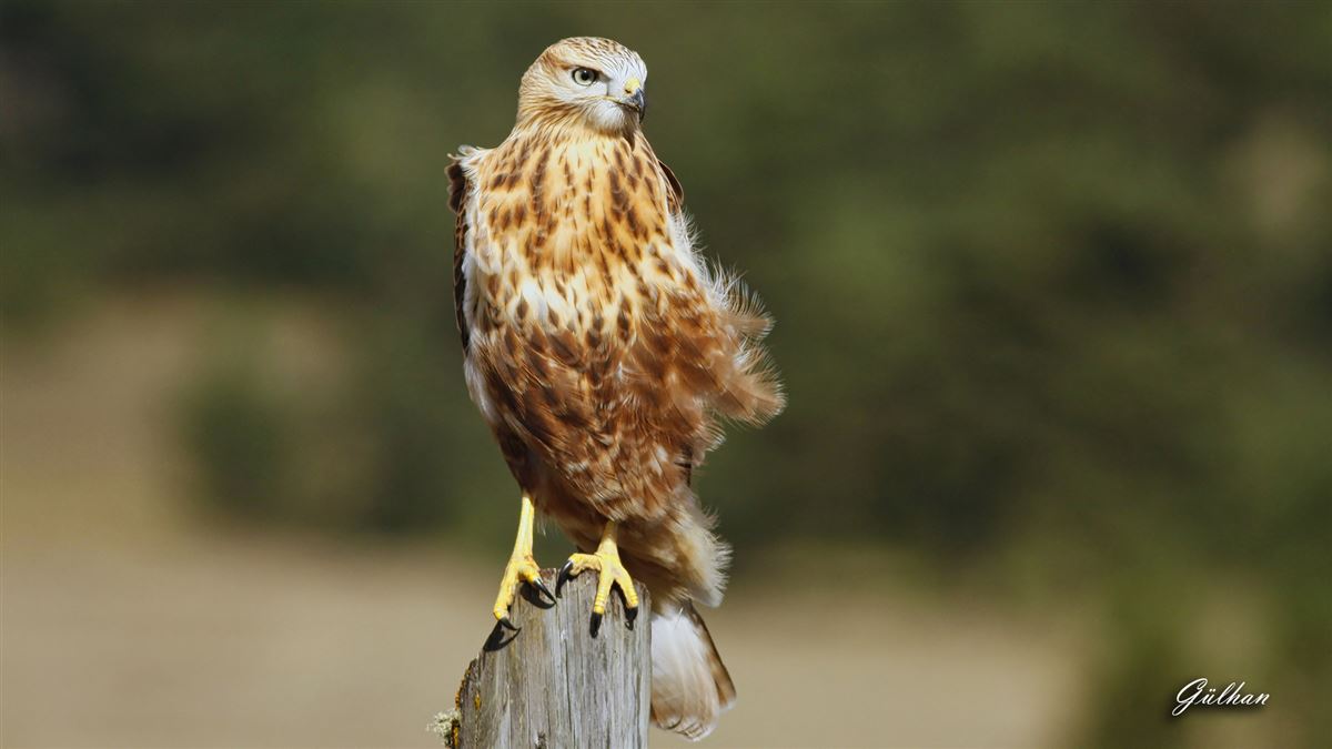 Long-legged Buzzard