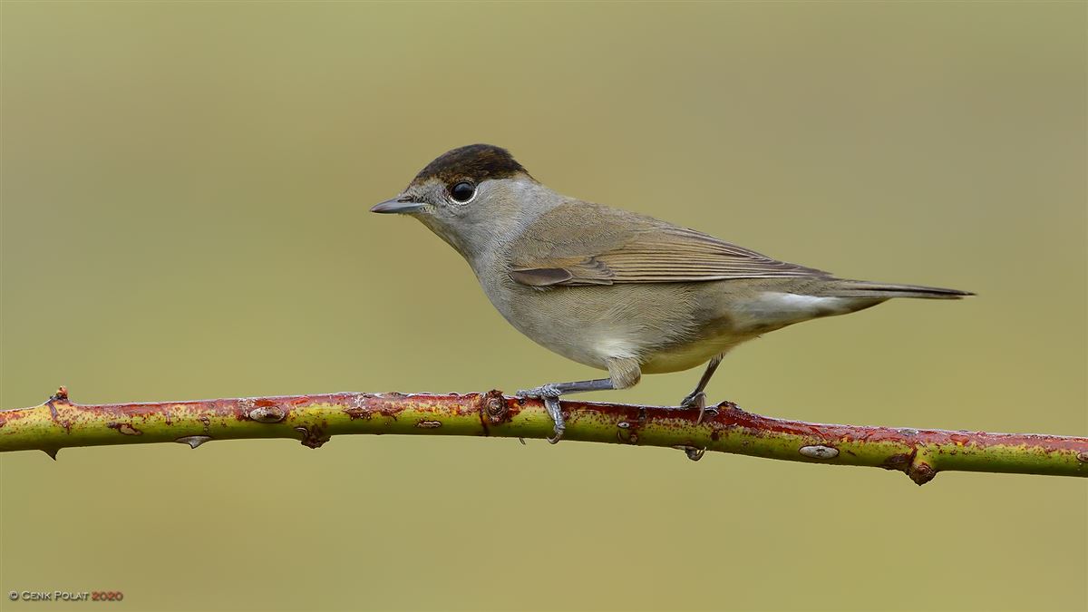 Eurasian Blackcap