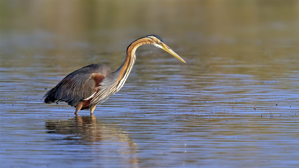 Purple Heron