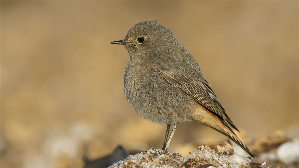 Black Redstart