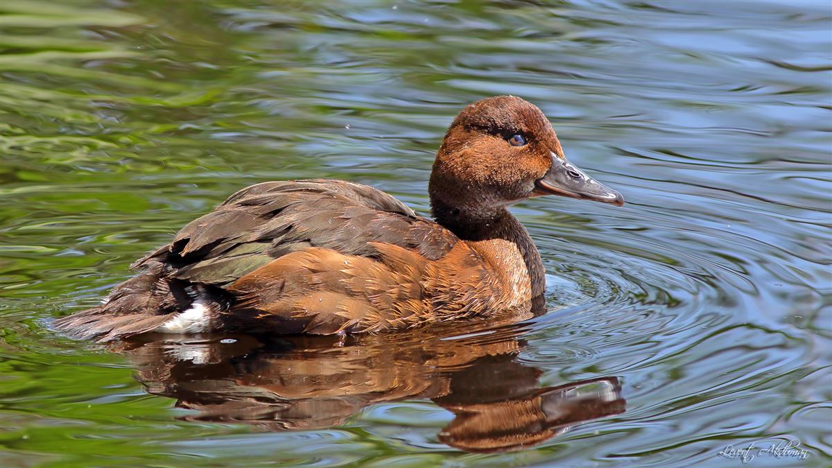 Ferruginous Duck