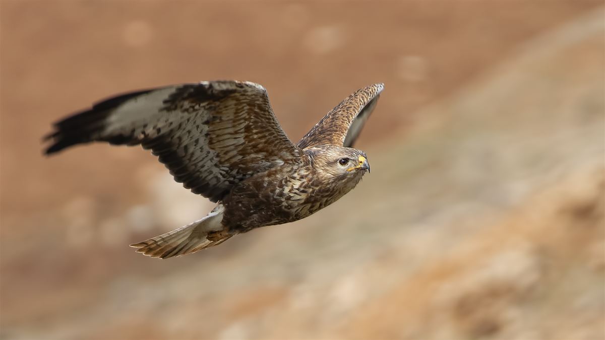 Long-legged Buzzard