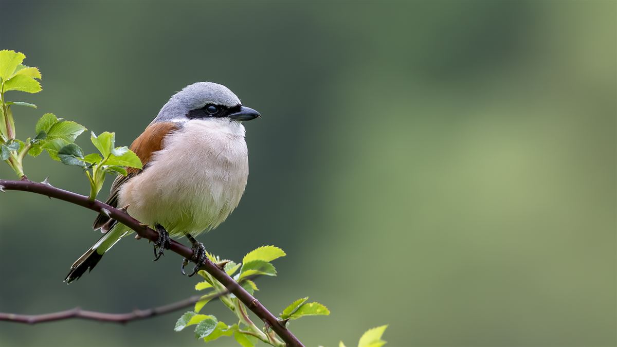 Red-backed Shrike