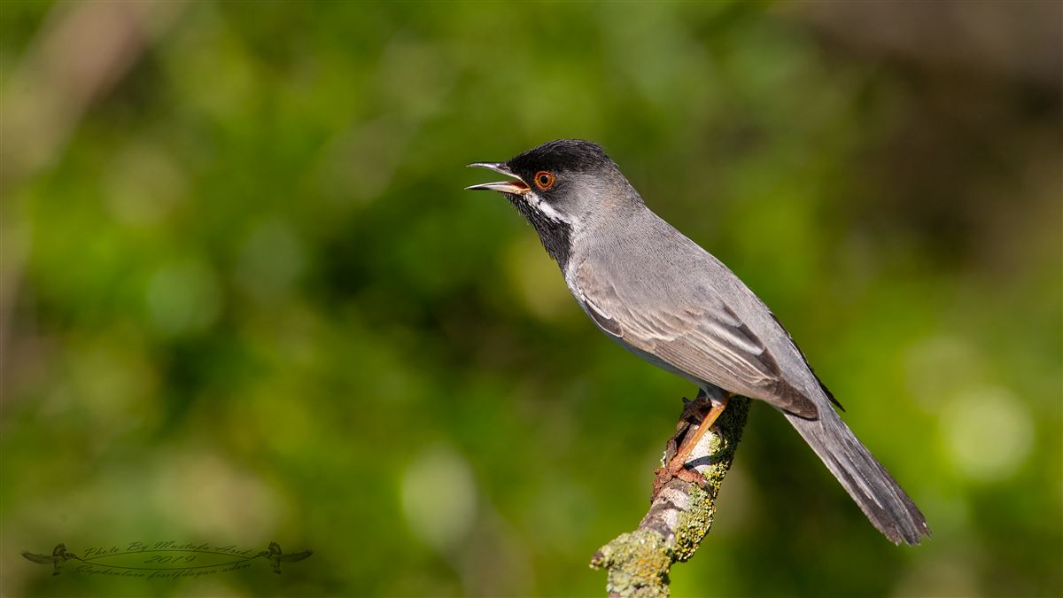 Rüppell`s Warbler