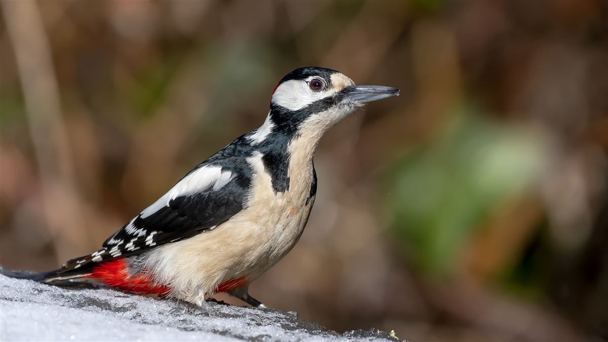 Great Spotted Woodpecker