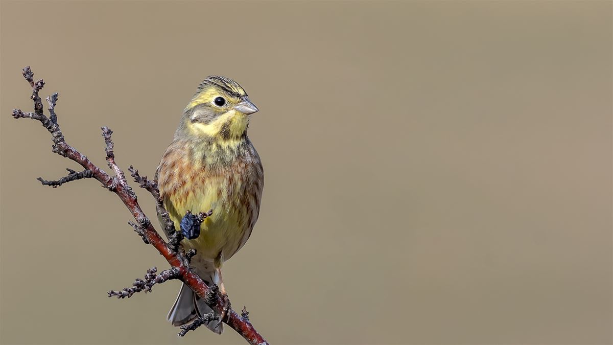 Yellowhammer