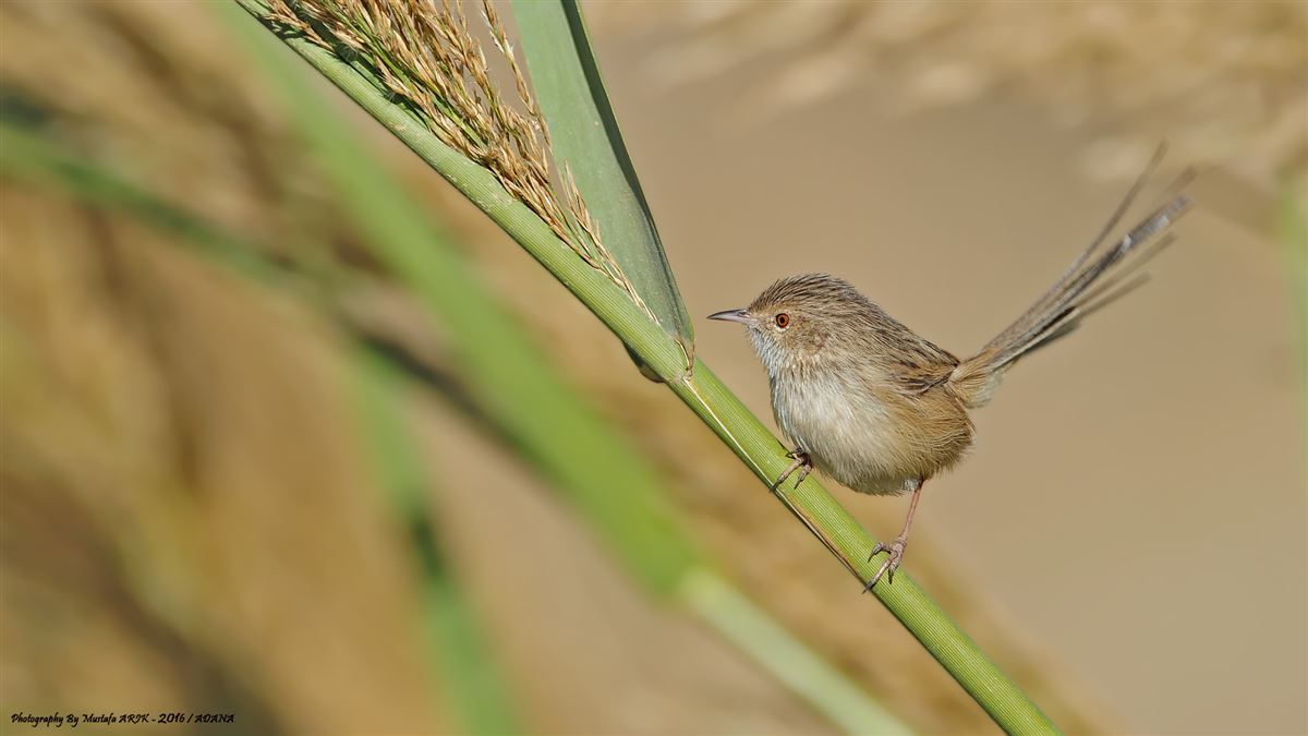 Delicate Prinia