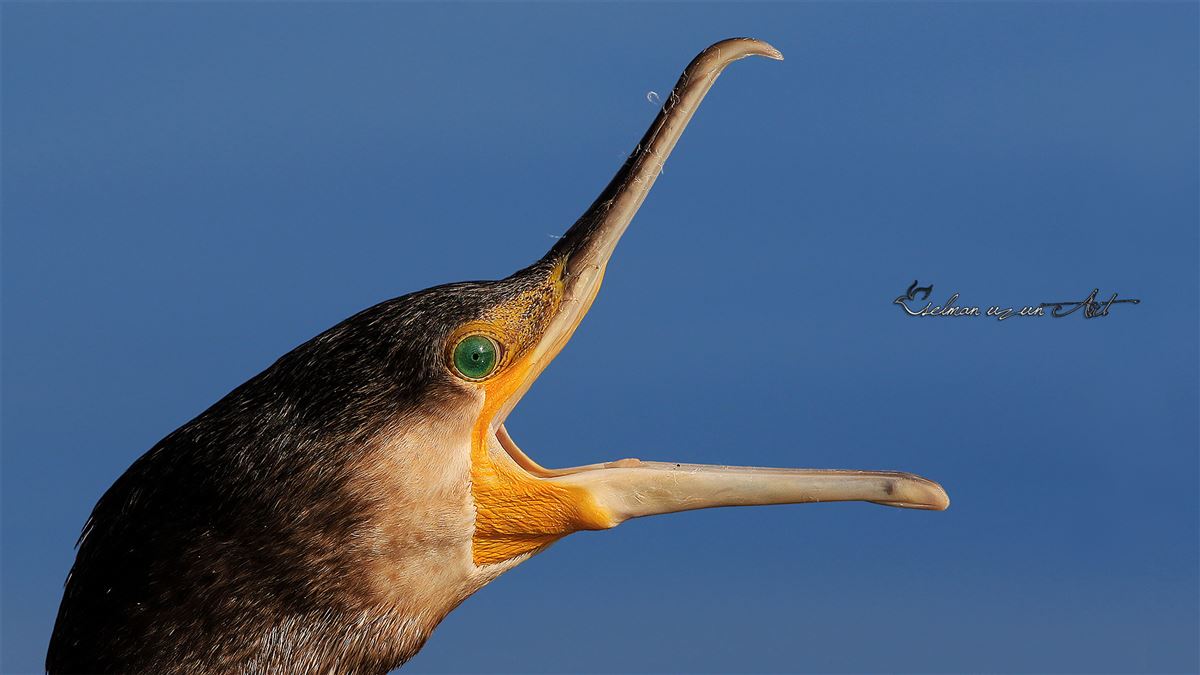 Great Cormorant