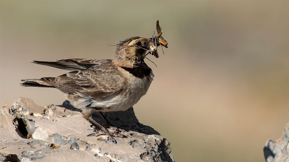 Horned Lark