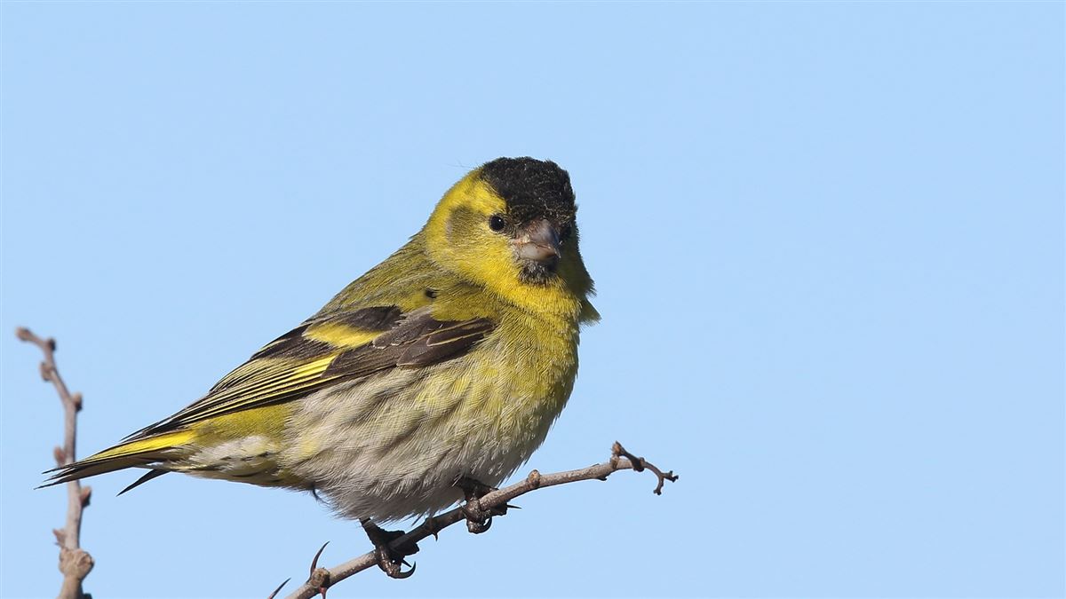 Eurasian Siskin