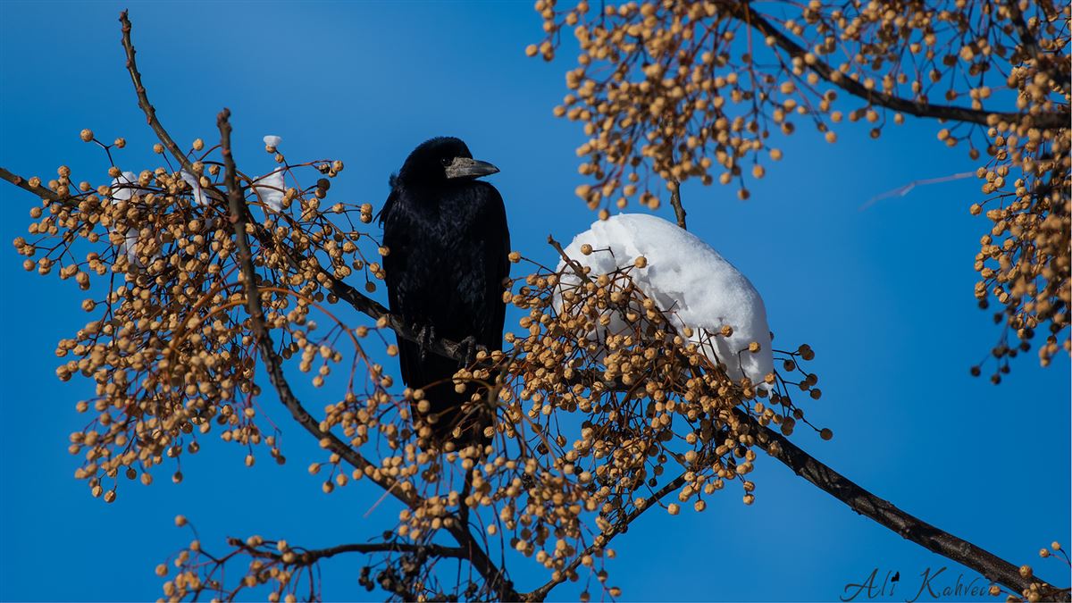 Rook