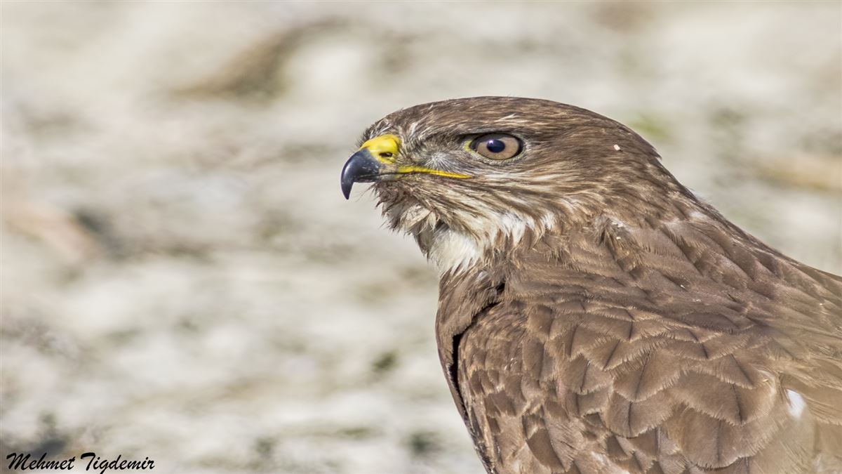 Common Buzzard