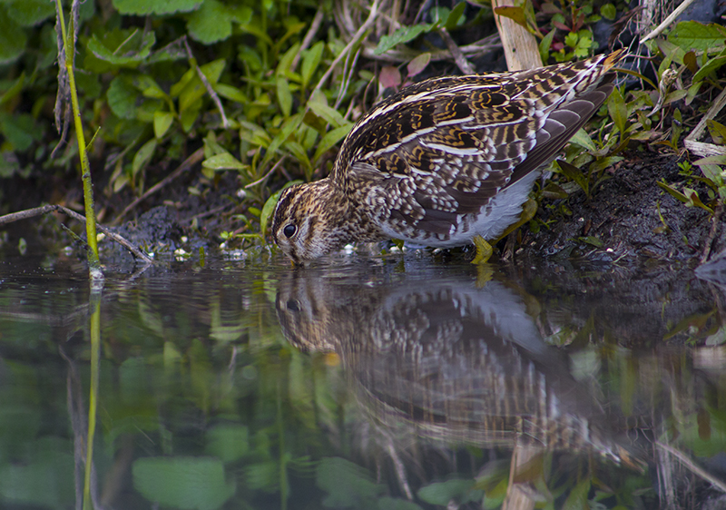 Common Snipe