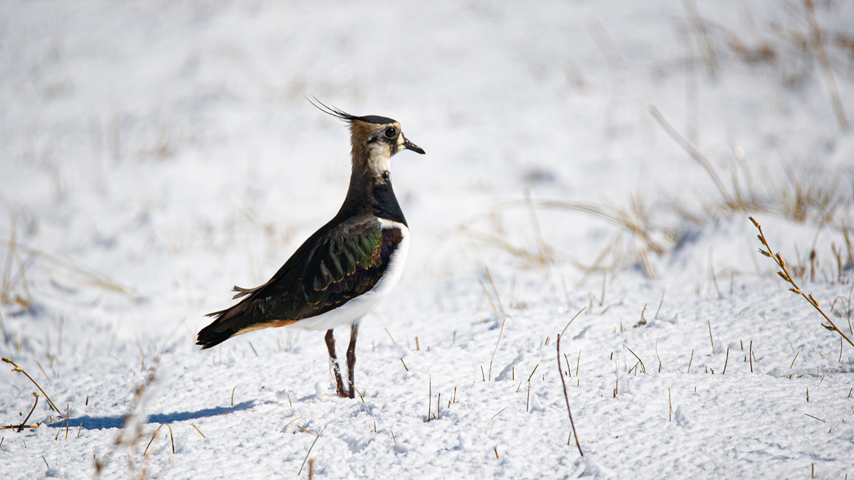 Northern Lapwing