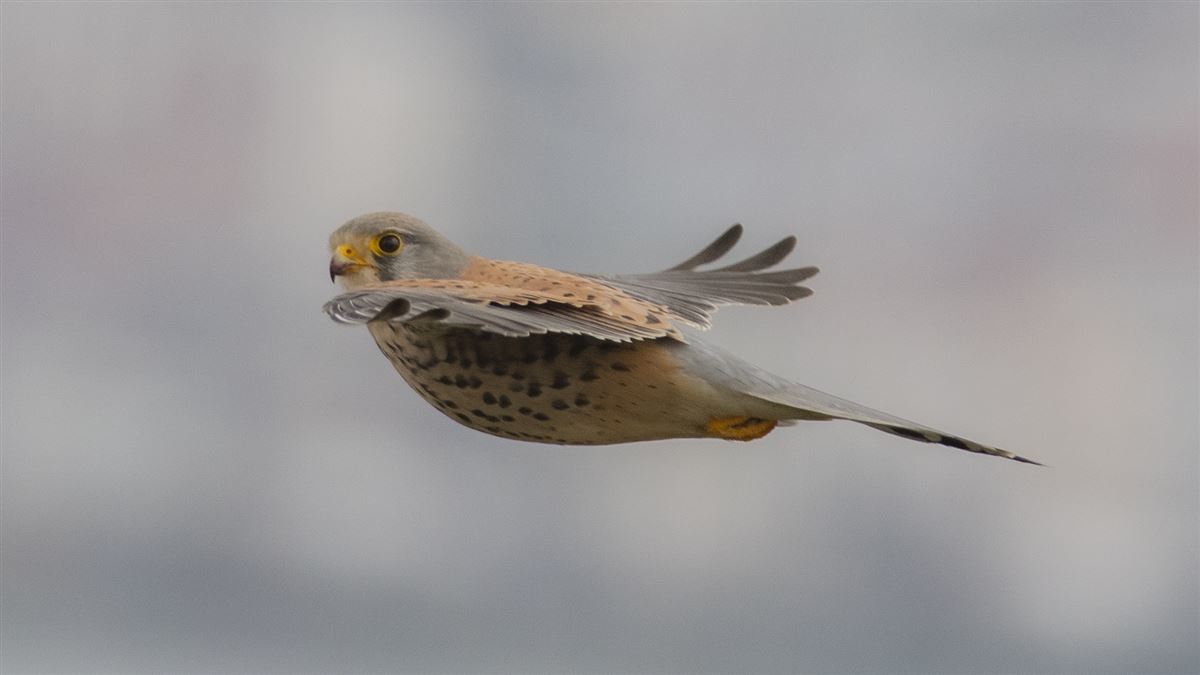 Common Kestrel