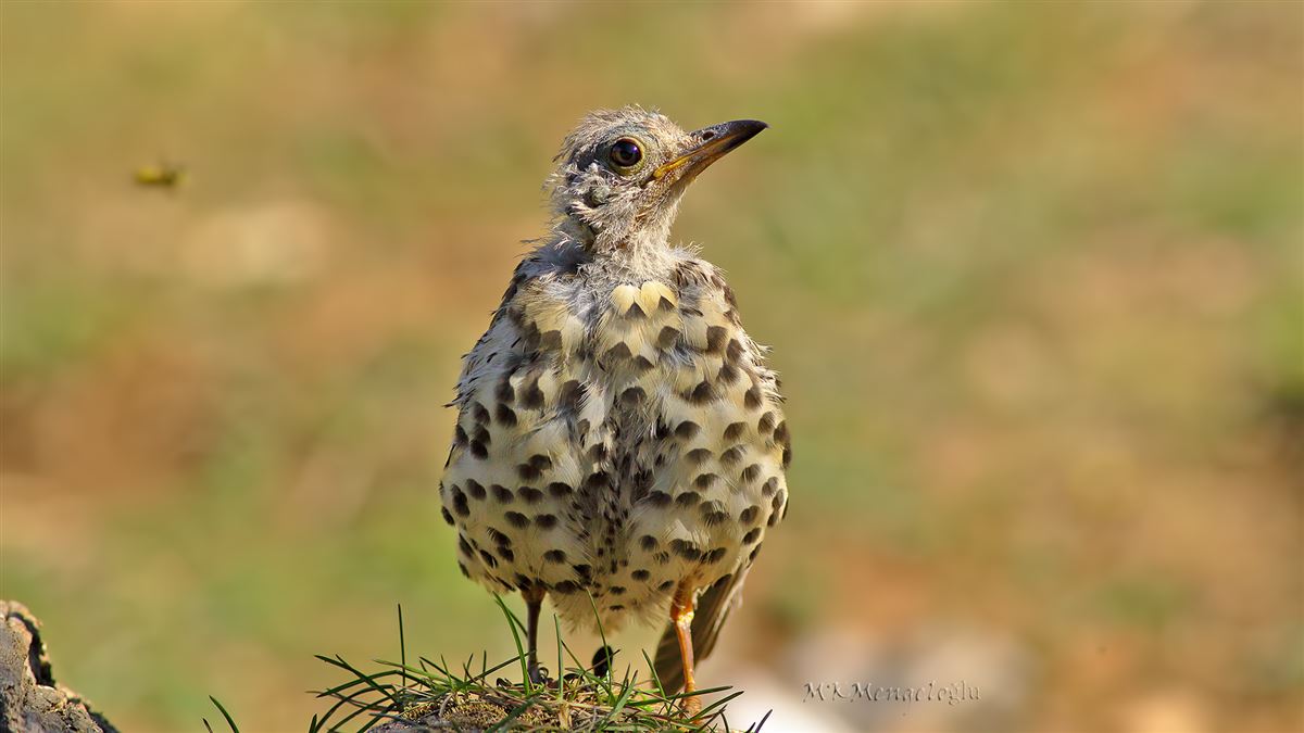Mistle Thrush