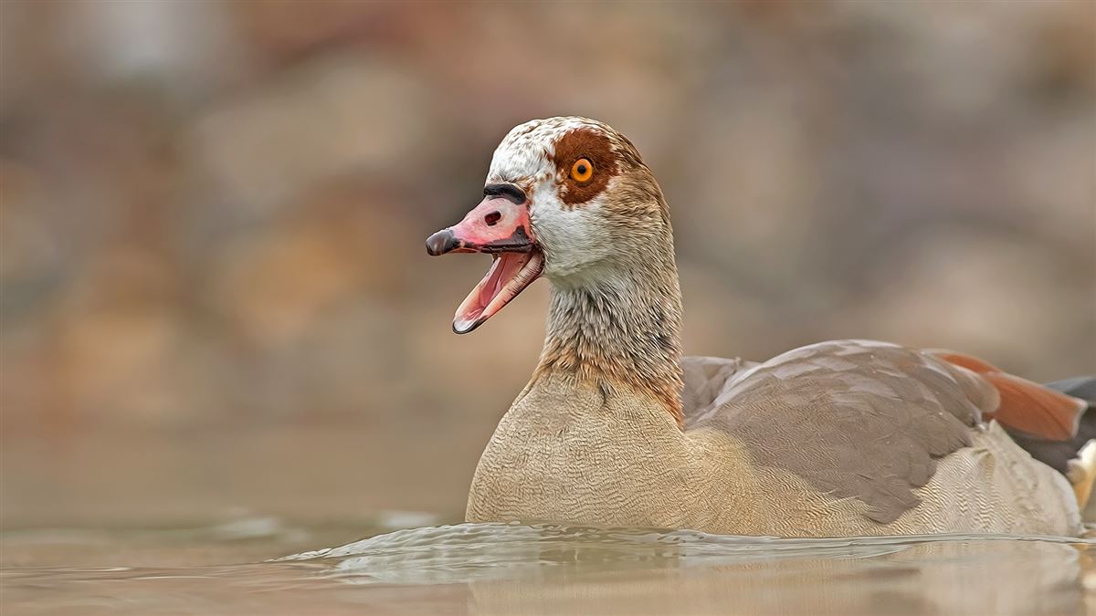 Egyptian Goose