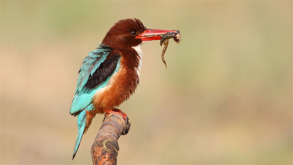 White-throated Kingfisher