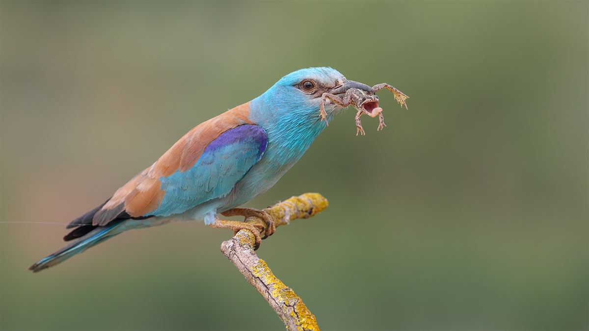 European Roller