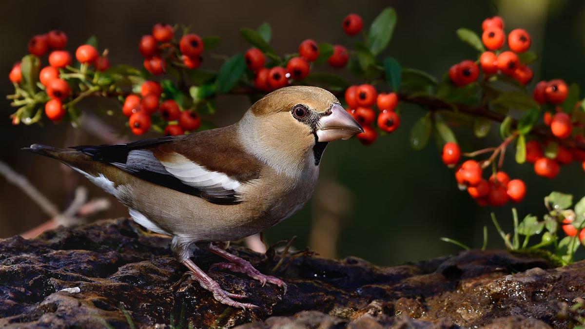 Hawfinch