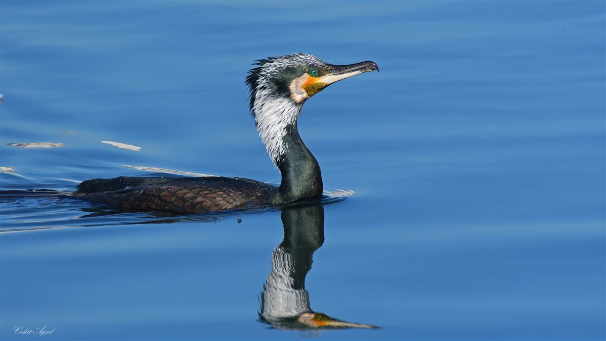Great Cormorant