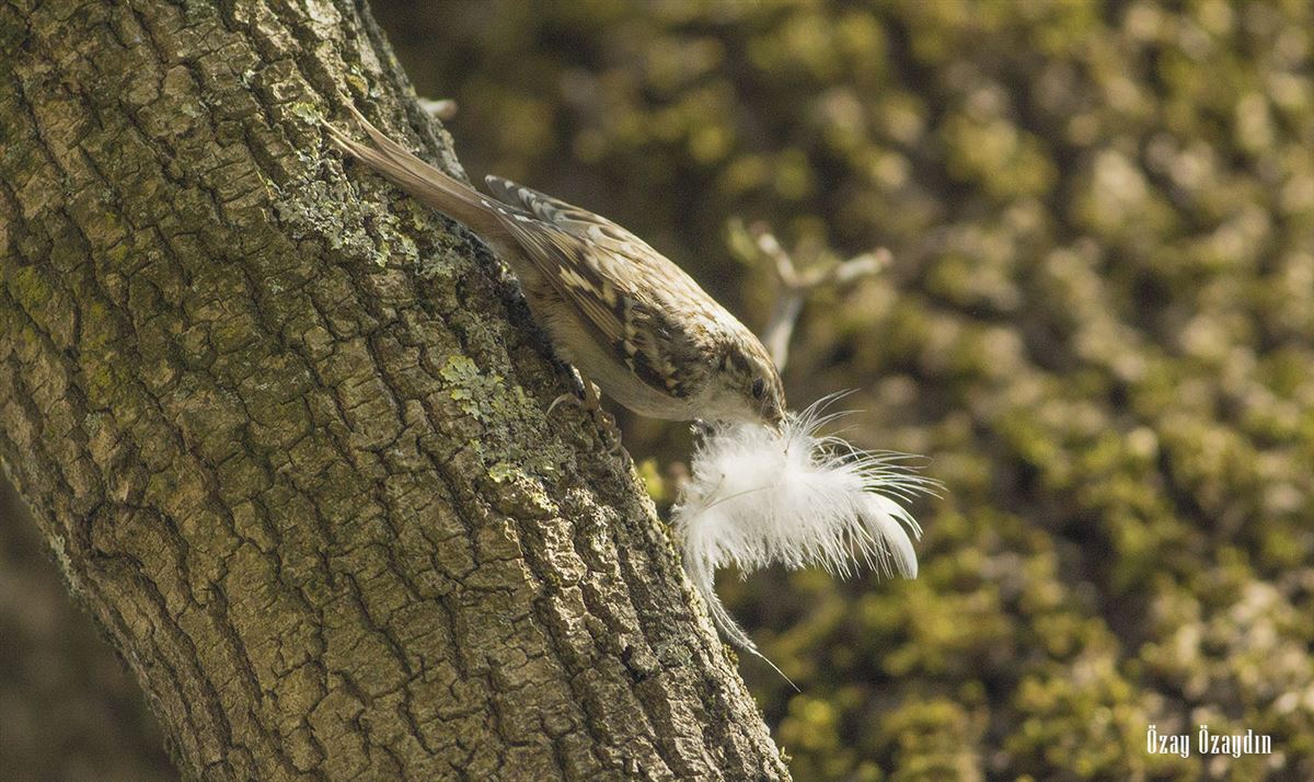 Short-toed Treecreeper