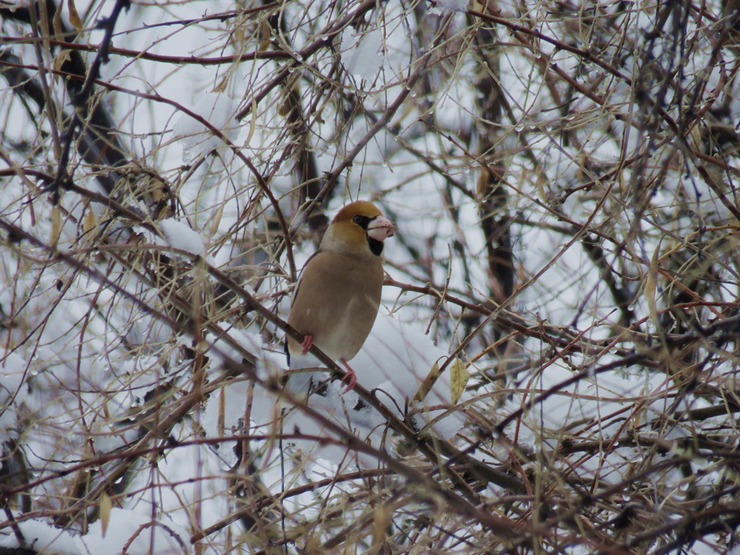 Hawfinch