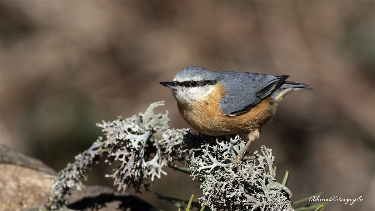 Eurasian Nuthatch