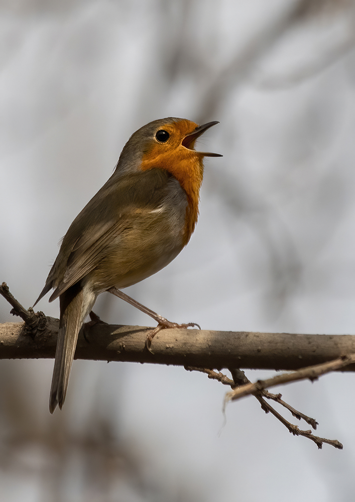 European Robin