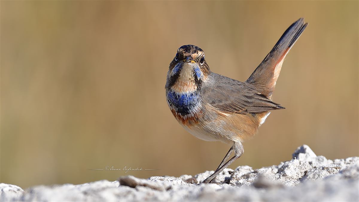 Bluethroat