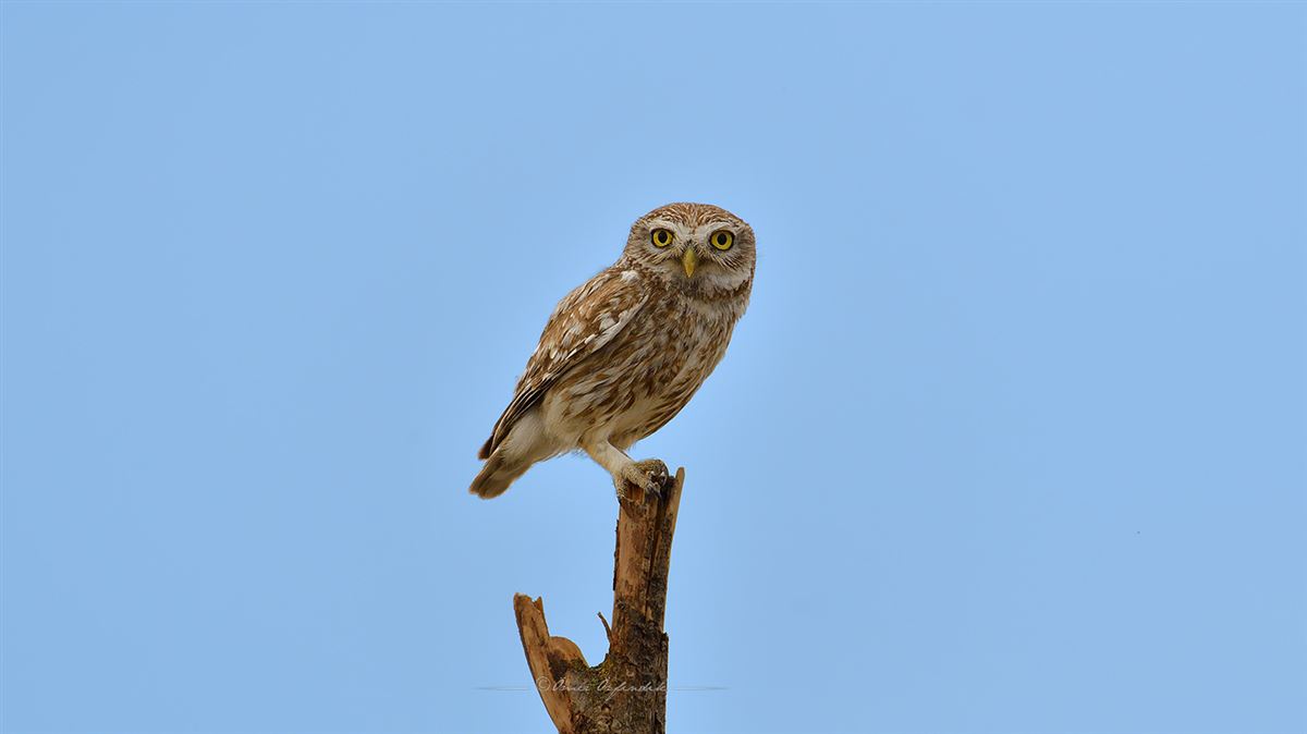 Little Owl