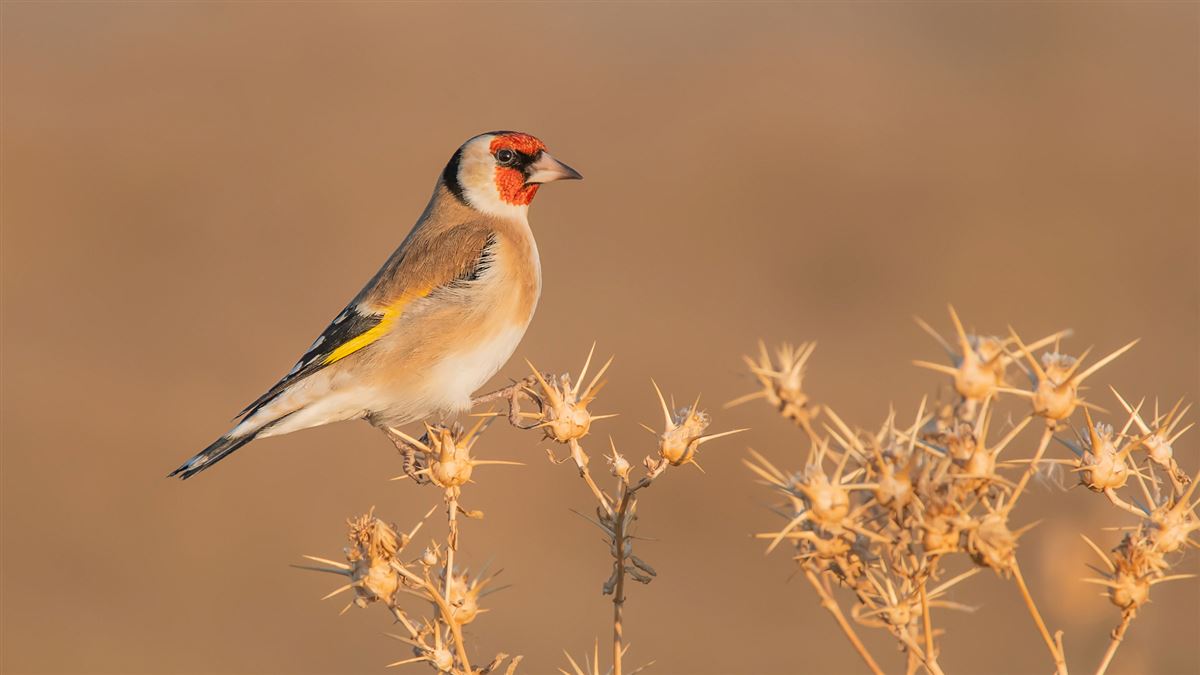 European Goldfinch
