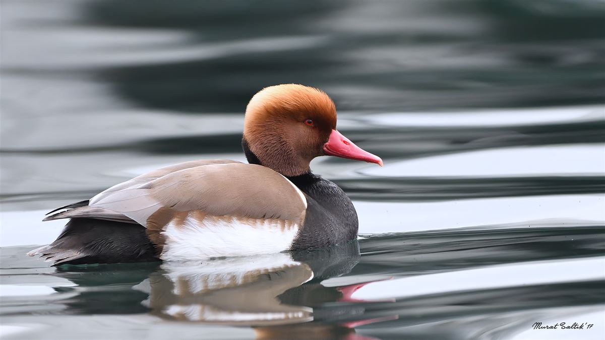 Red-crested Pochard