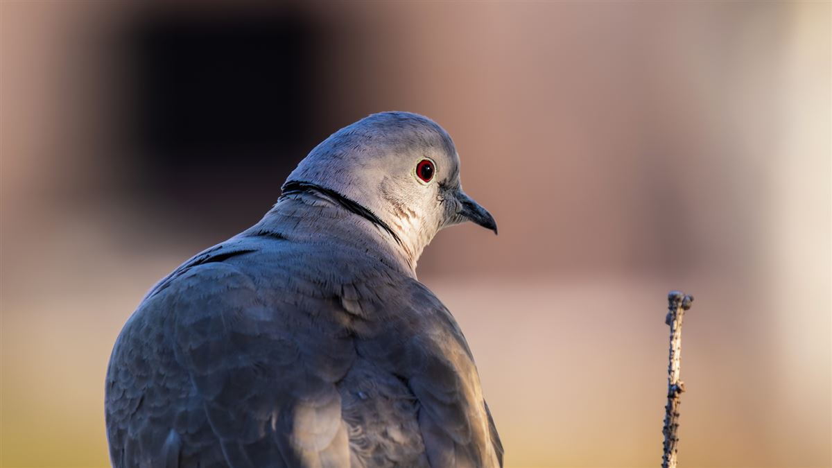 Eurasian Collared Dove