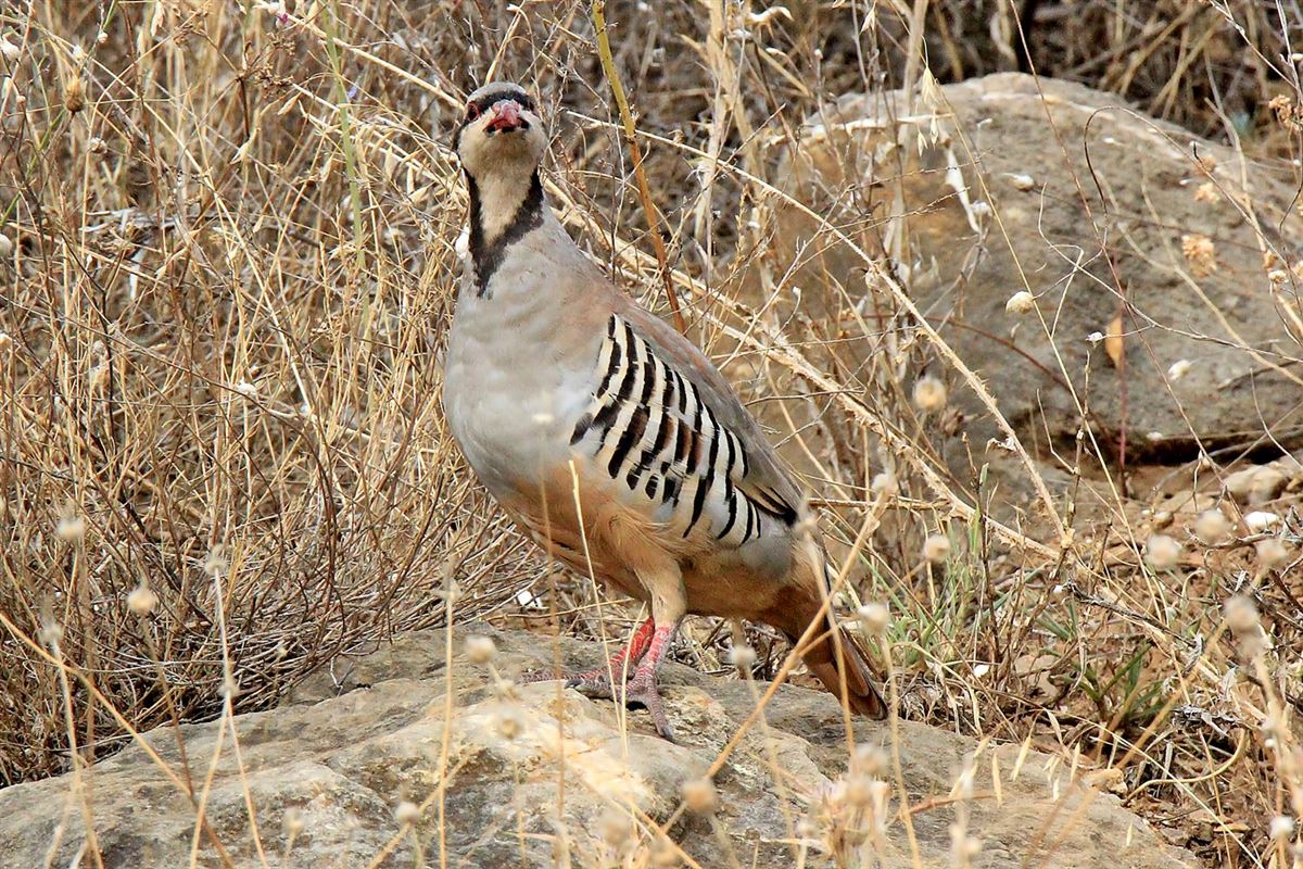 Chukar Partridge