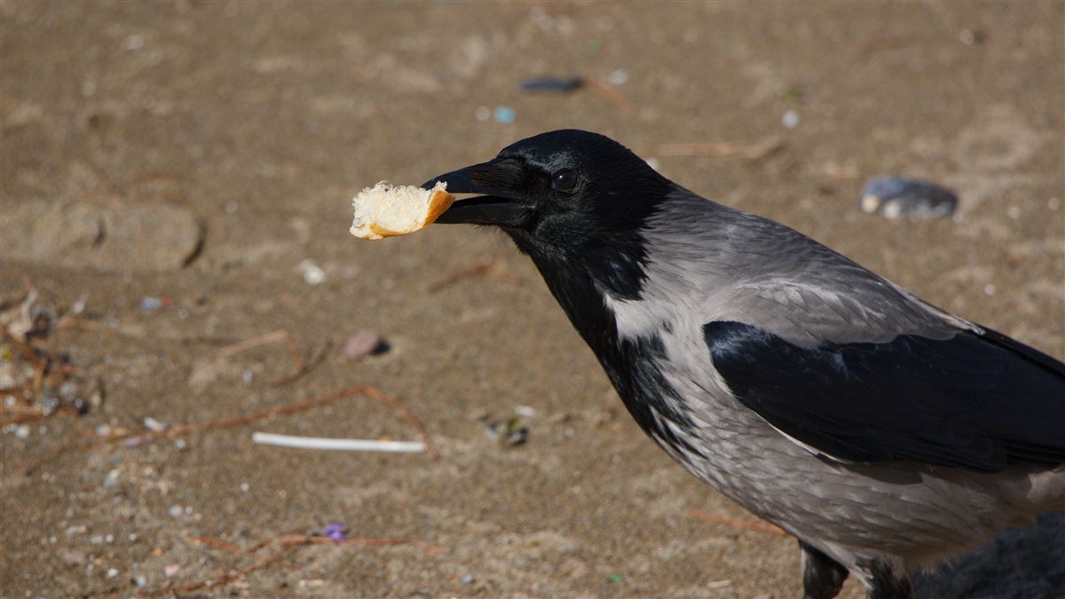 Hooded Crow