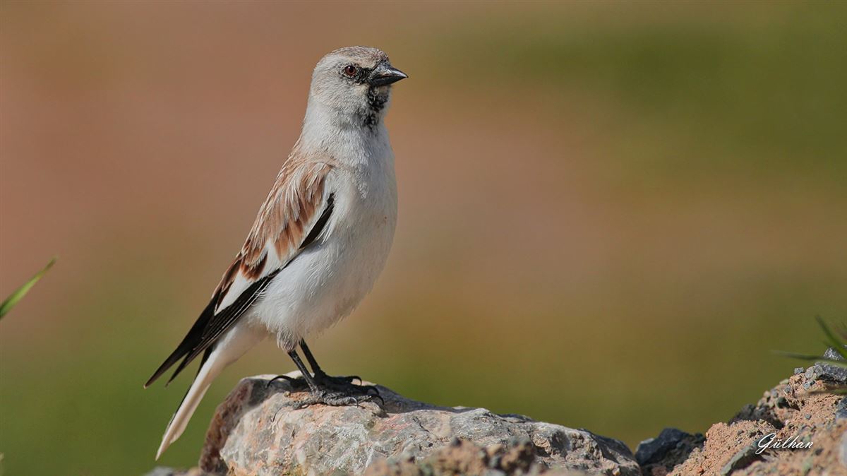 White-winged Snowfinch