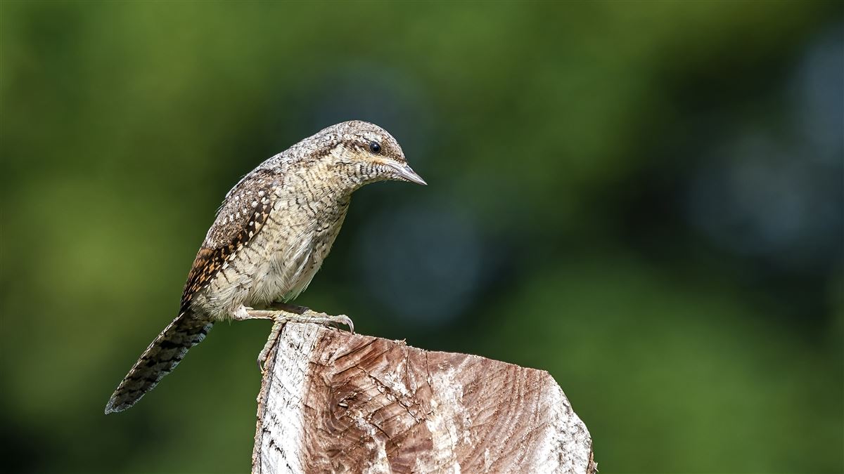 Eurasian Wryneck