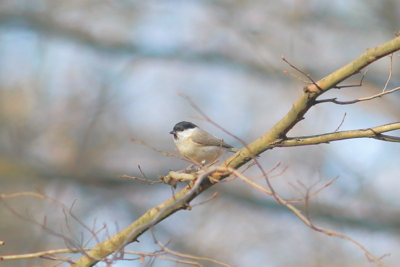 Marsh Tit