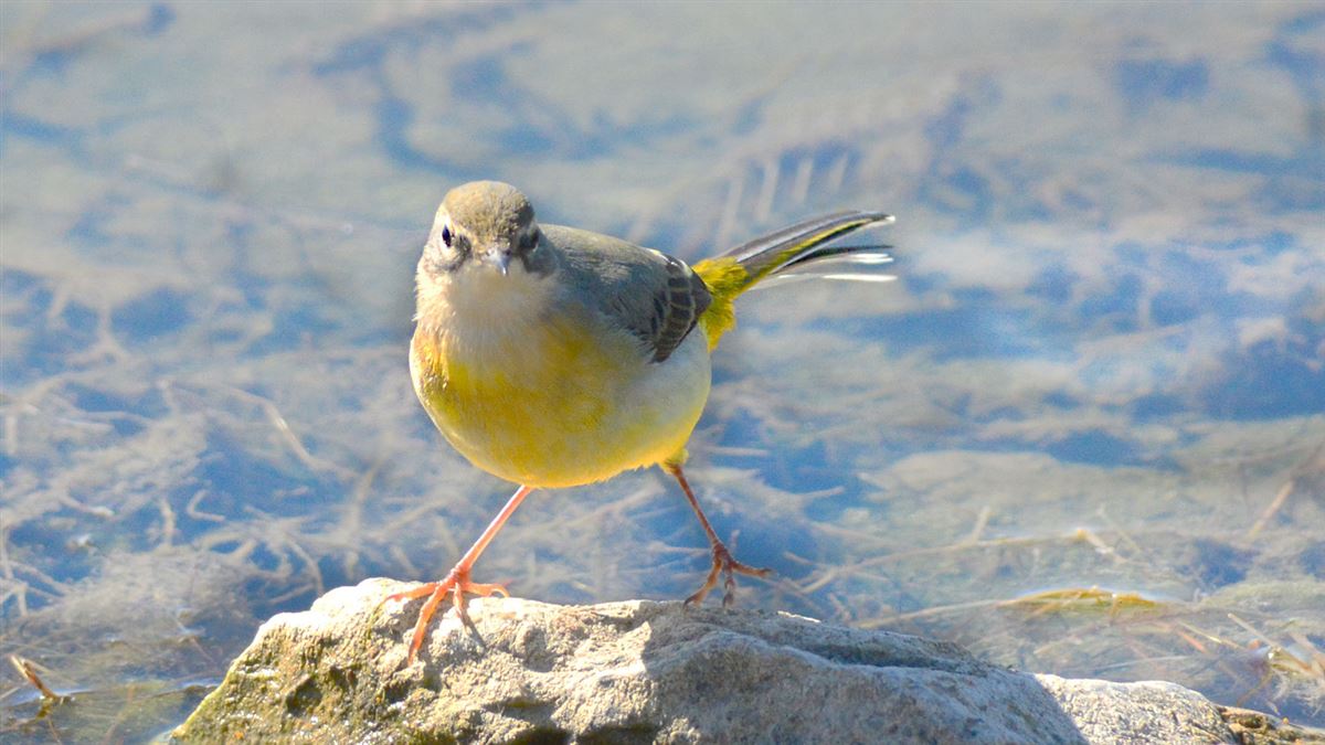Grey Wagtail