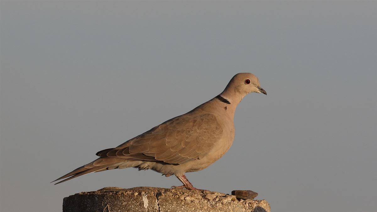 Eurasian Collared Dove