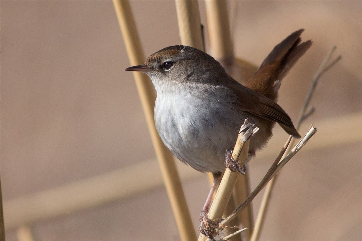 Cetti`s Warbler