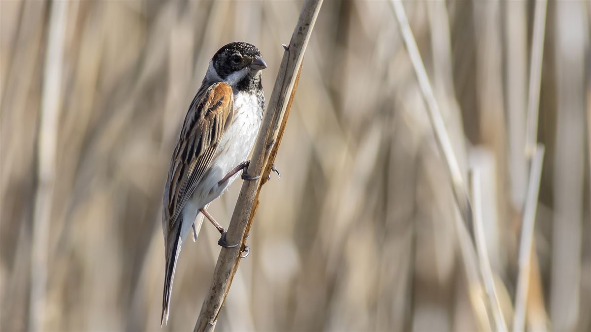 Common Reed Bunting