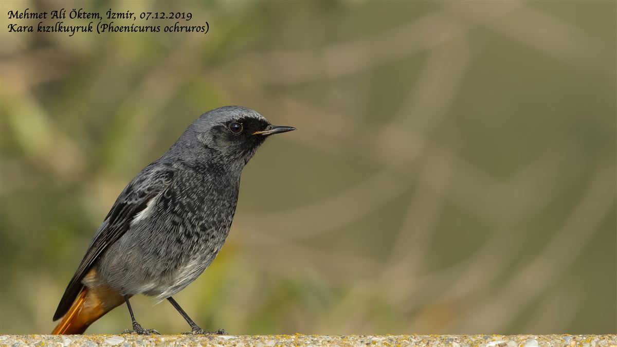 Black Redstart